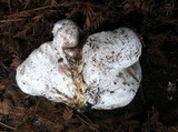 Calvatia pachyderma image