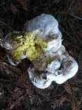 Calvatia pachyderma image