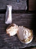 Calvatia pachyderma image
