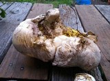 Calvatia pachyderma image