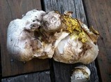 Calvatia pachyderma image