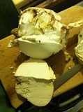 Calvatia pachyderma image