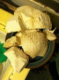 Calvatia pachyderma image