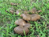 Boletinellus merulioides image