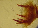 Pseudochaete tabacina image
