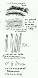 Pseudochaete tabacina image