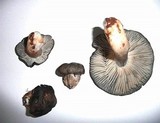 Hygrophorus marzuolus image