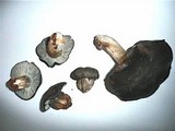 Hygrophorus marzuolus image