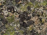 Umbilicaria krascheninnikovii image