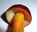 Hygrocybe punicea image