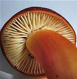 Hygrocybe punicea image