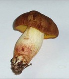 Boletus depilatus image