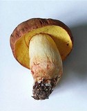 Boletus depilatus image