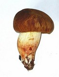 Boletus depilatus image