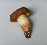 Boletus depilatus image