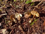 Inocybe napipes image