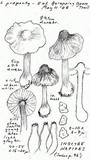 Inocybe napipes image