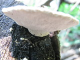 Trametes gibbosa image