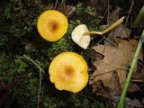 Entoloma formosum image