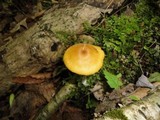 Entoloma formosum image
