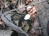 Trametes gibbosa image