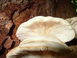 Pleurotus pulmonarius image