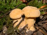Cantharellus formosus image