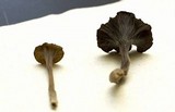 Pseudocraterellus calyculus image
