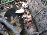 Trametes gibbosa image