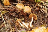 Cortinarius sertipes image