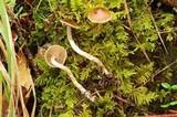 Cortinarius sertipes image