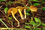 Cortinarius cinnamomeus image