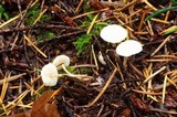 Cystolepiota seminuda image