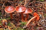Cortinarius californicus image