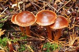 Cortinarius californicus image