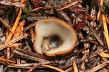 Humaria hemisphaerica image