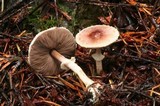 Agaricus diminutivus image