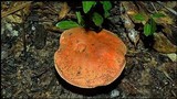 Gyroporus ballouii image