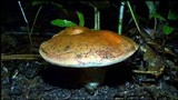 Tylopilus balloui image
