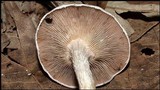 Lentinula boryana image