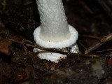 Amanita multisquamosa image