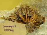 Gymnopus luxurians image