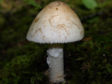 Amanita whetstoneae image