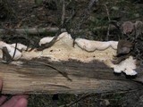 Oligoporus leucospongia image