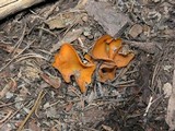 Caloscypha fulgens image