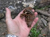 Gyromitra gigas image