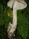 Amanita whetstoneae image