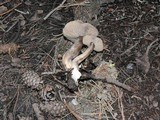Clitocybe glacialis image