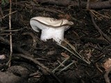 Hygrophorus subalpinus image