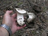 Hygrophorus subalpinus image